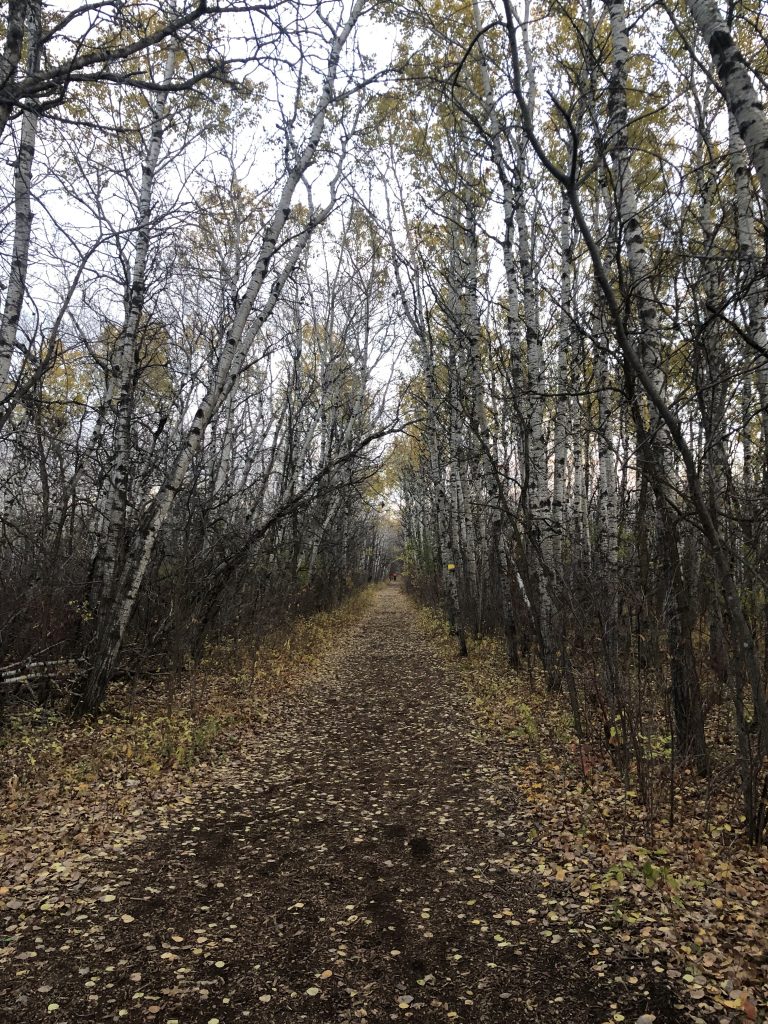 Image of a trail made of wood chips at the Assiniboine Forest.