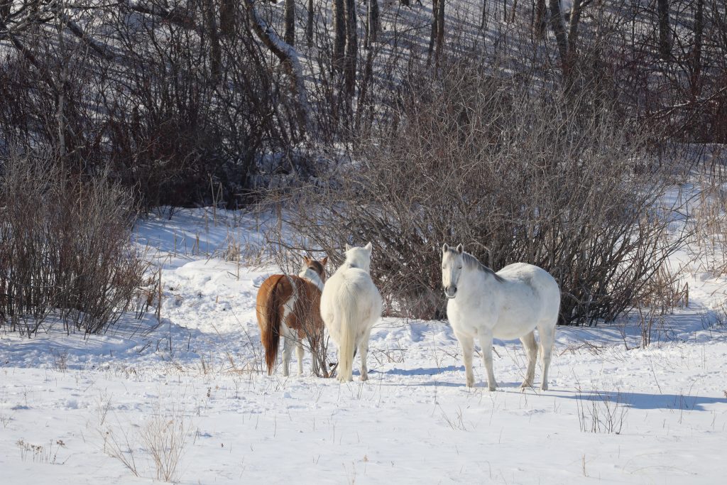 Two white, and one brown horse stand in the snow on a ranch.