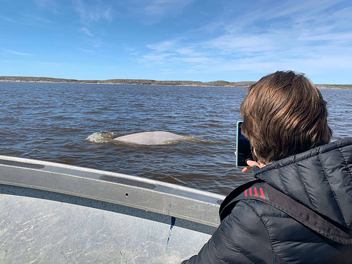 Mitchell taking a picture of a beluga whale peeking out of the water. / MADDY MITCHELL